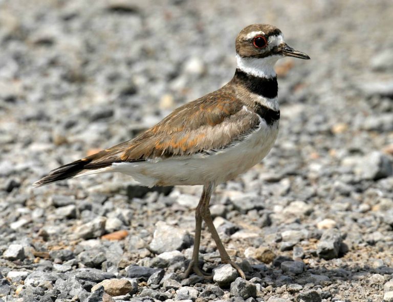Killdeer Bird Facts, Habitat, Eggs, Sounds, Adaptations