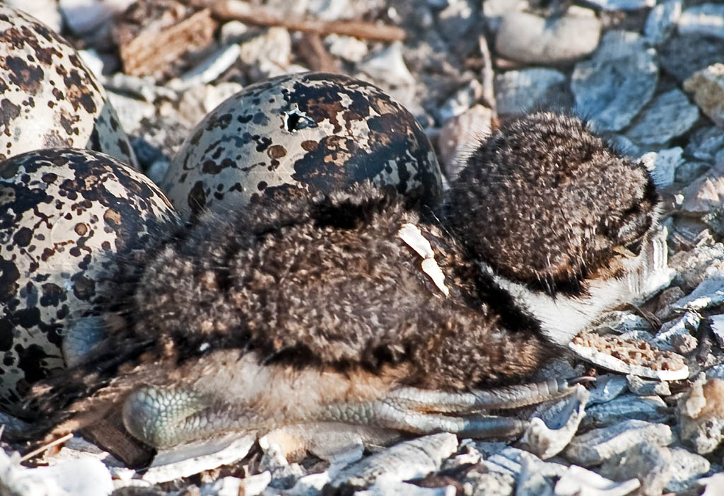 Killdeer Bird Facts, Habitat, Eggs, Sounds, Adaptations