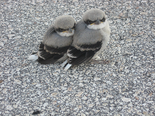 Loggerhead Shrike Facts, Habitat, Diet, Life Cycle, Baby, Pictures