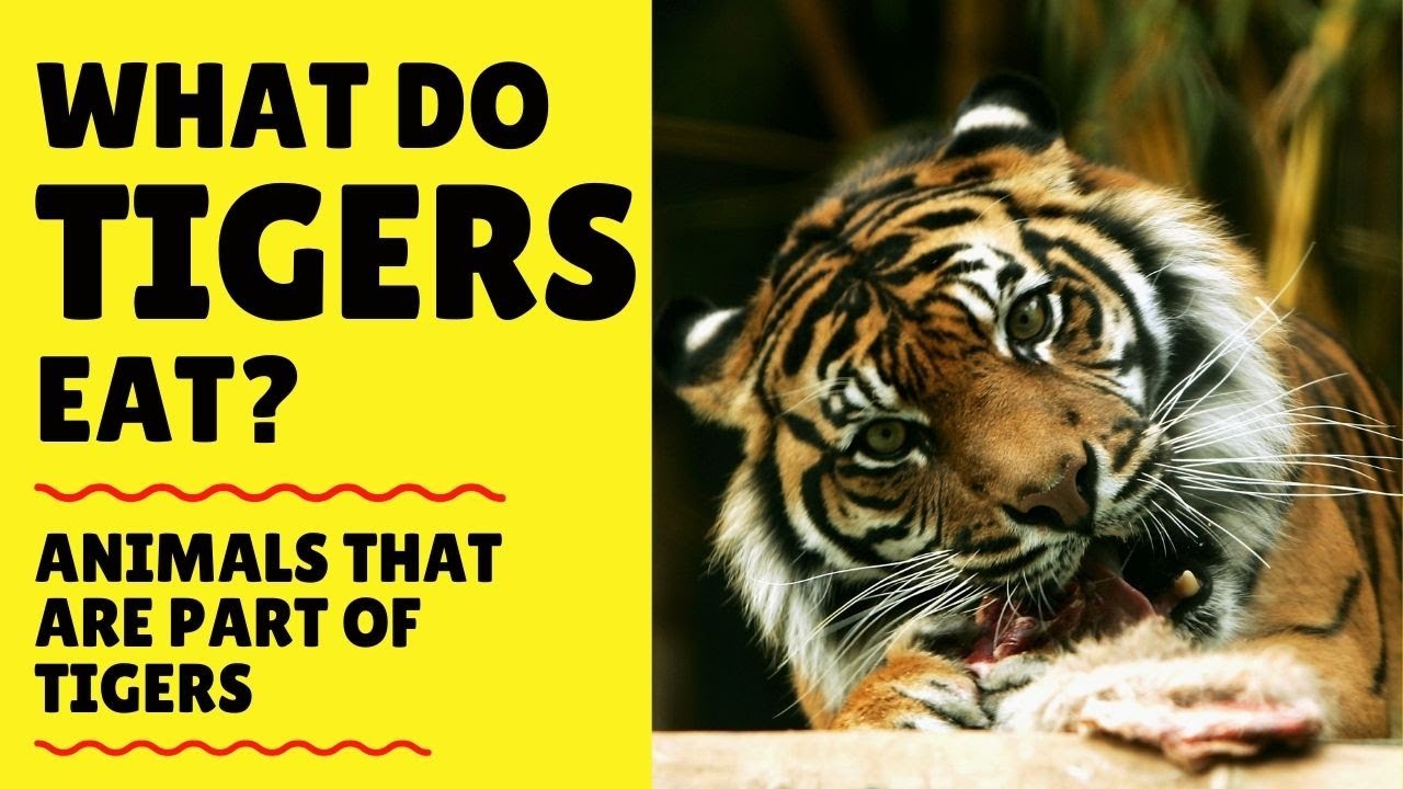 What Do Tigers Eat Learn Tiger Diets Hunting Eating