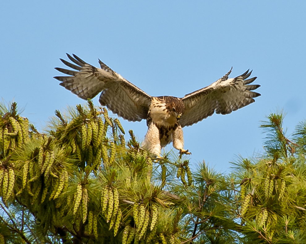 What Do Hawks Eat Hawks Feeding behavior and Diet