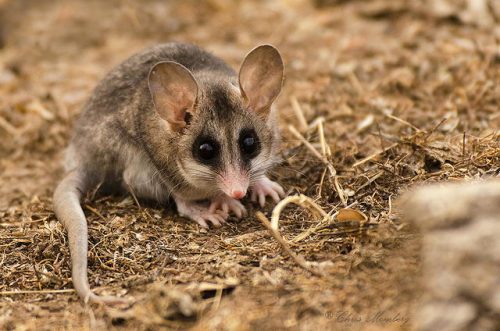 Opossum Facts Anatomy, Diet, Habitat, Behavior