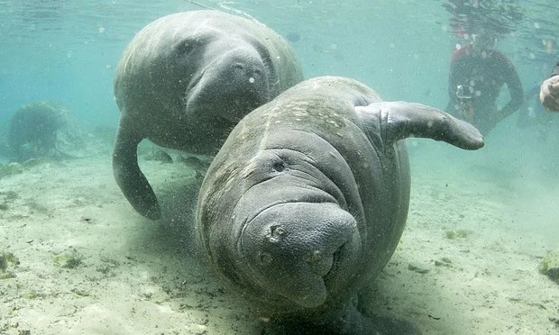 Florida Manatee facts Animals Time