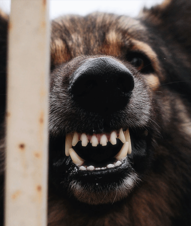 Average Settlement Amounts For A Dog Bite Injury Animals Time
