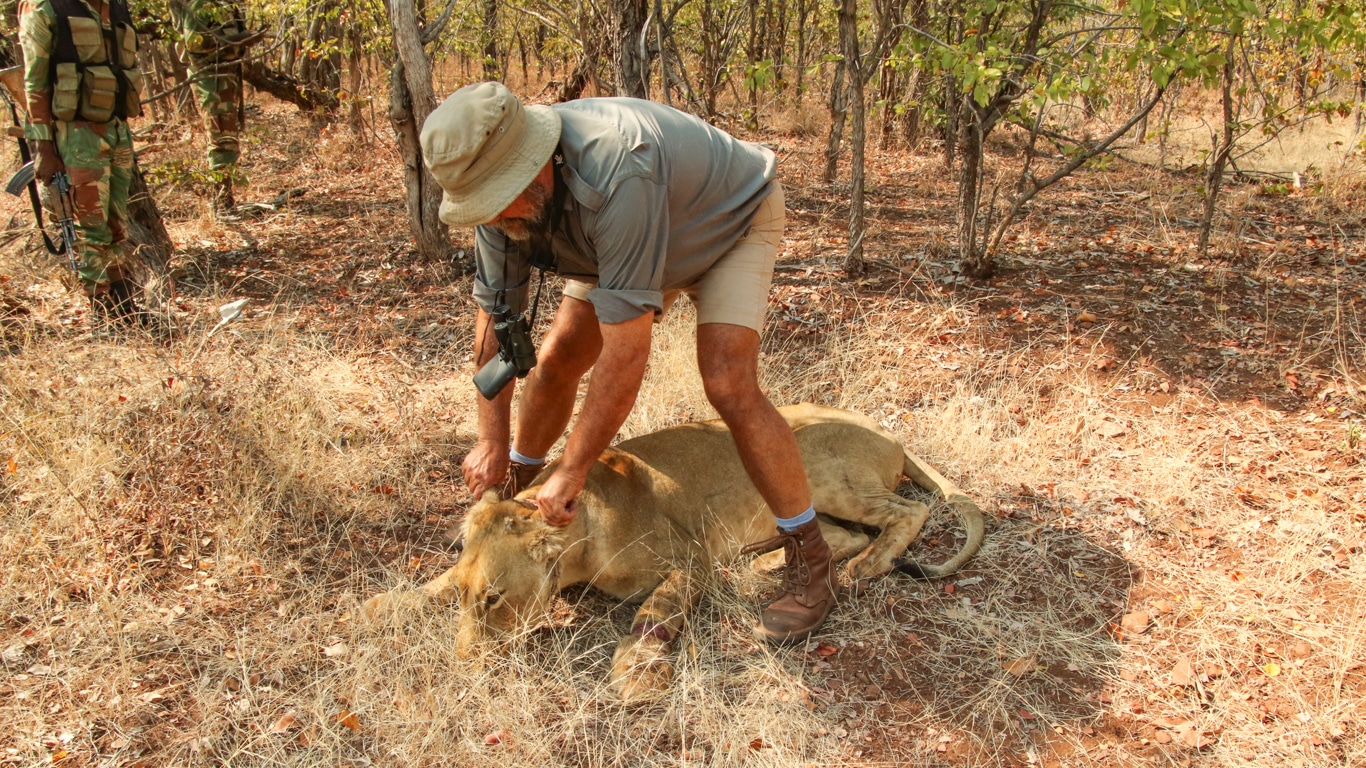 Caught in a snare, ‘Najam’ the lioness suffered horribly for FOUR DAYS