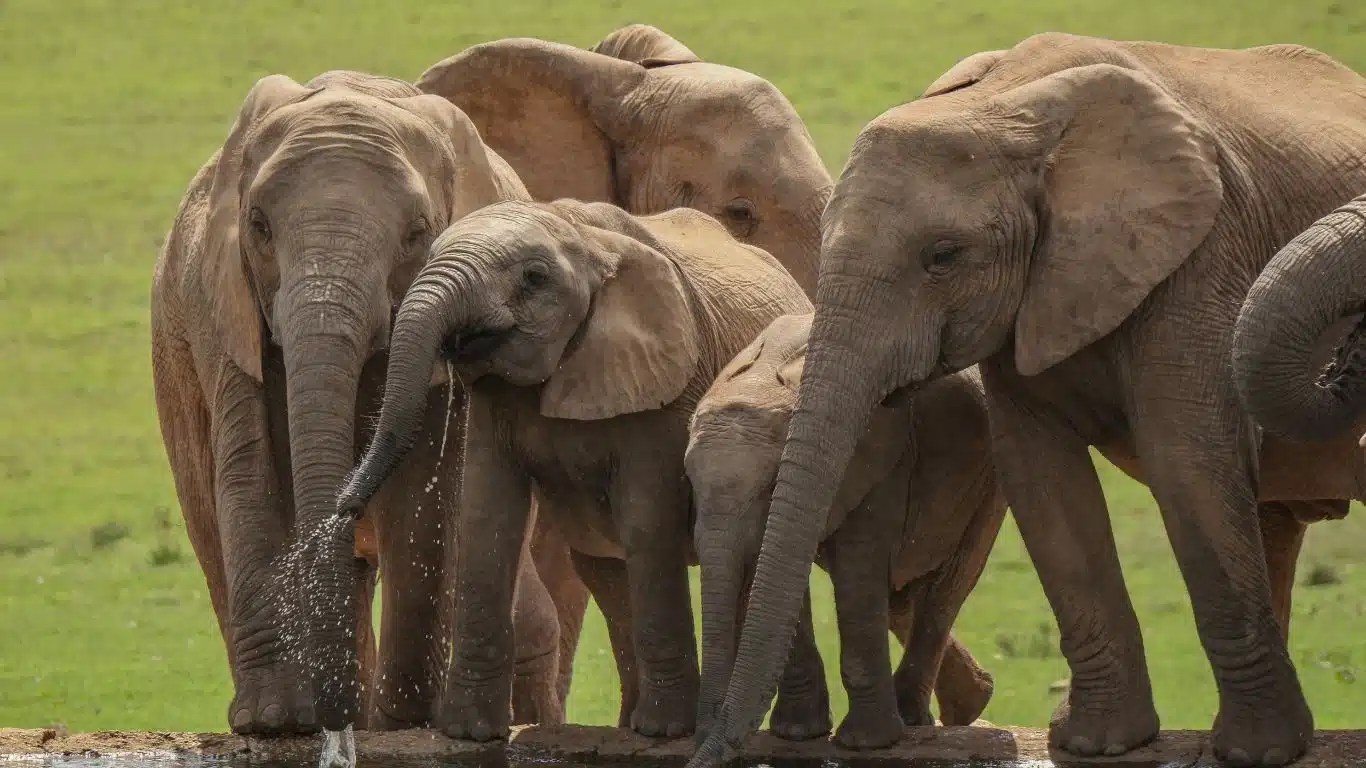 Can you imagine a world without elephants? It could happen in SEVEN
