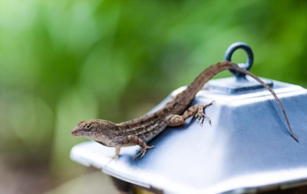 What Do Backyard Lizards Eat? and How Do You Get Rid of Them? Animals We Like