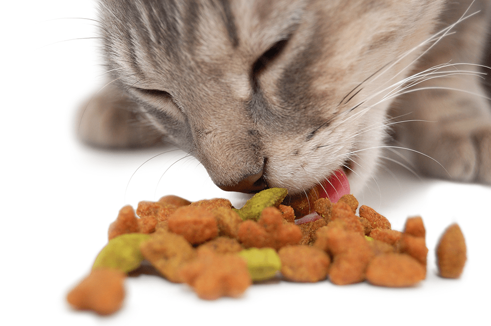 Q & A At what age should I change my cat’s food to a ‘geriatric’ diet