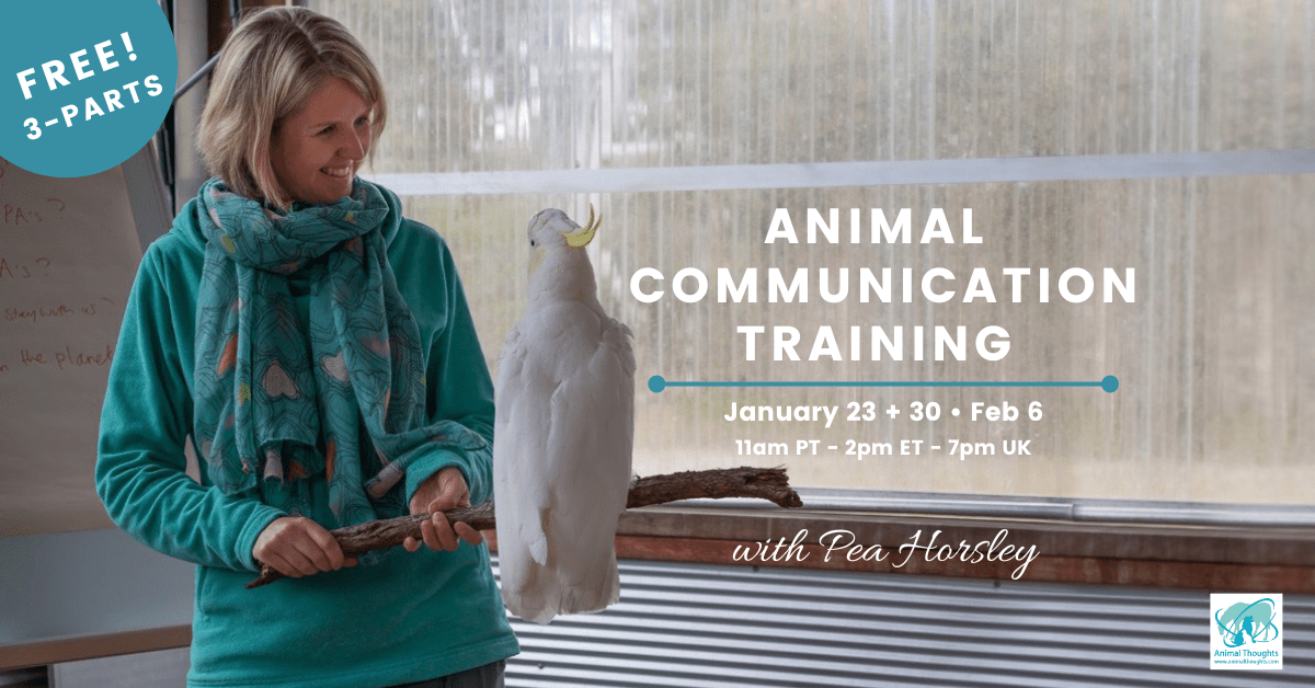 Animal Communication Pea Horsley Animal Communicator
