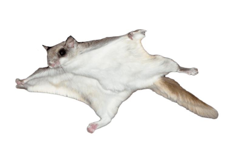 Species Spotlight Flying Squirrels National Park Service)