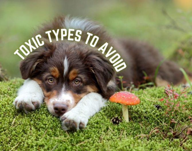 Can Dogs Eat Mushrooms? Toxic or Tasty?