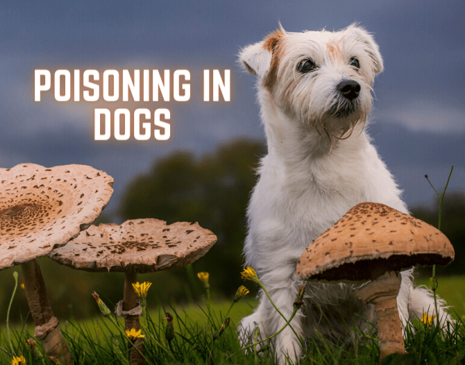Can Dogs Eat Mushrooms? Toxic or Tasty?