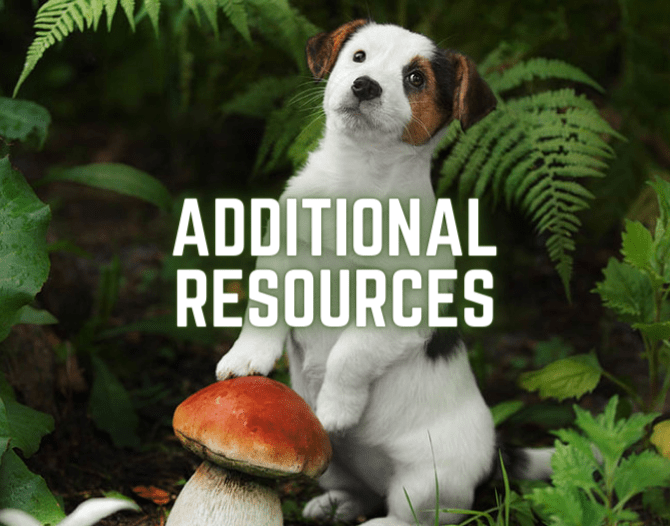 Can Dogs Eat Mushrooms? Toxic or Tasty?