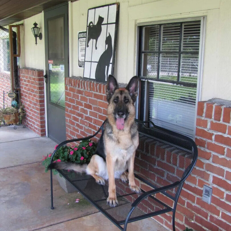 Dog Boarding Kennel in Vermilion, OH Animal Watchers Pet Resort