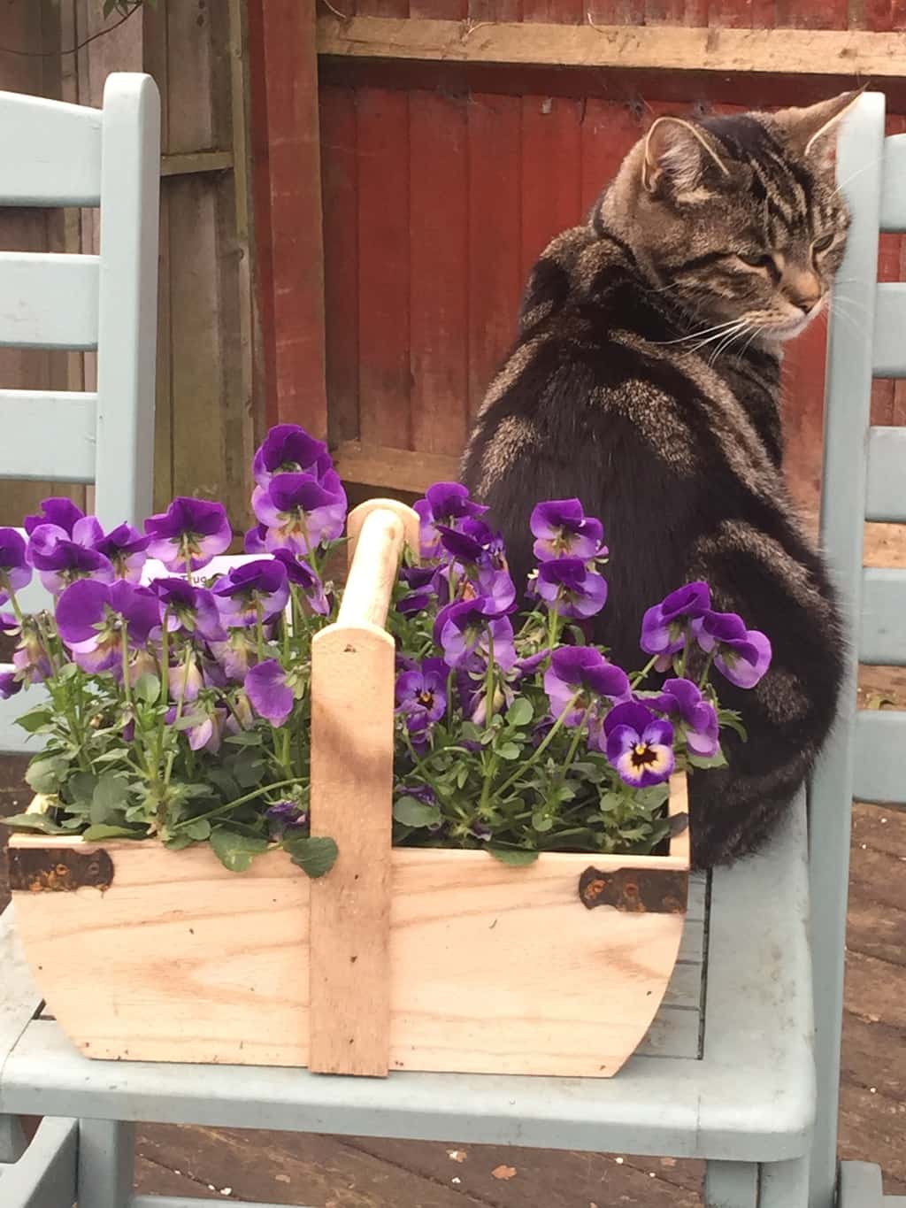 The Power of Flower Essences Animal Wellness Guide