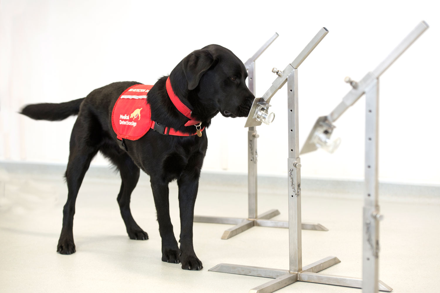 Medical sniffer COVID19 dogs being trained in the UK Animal Wellness