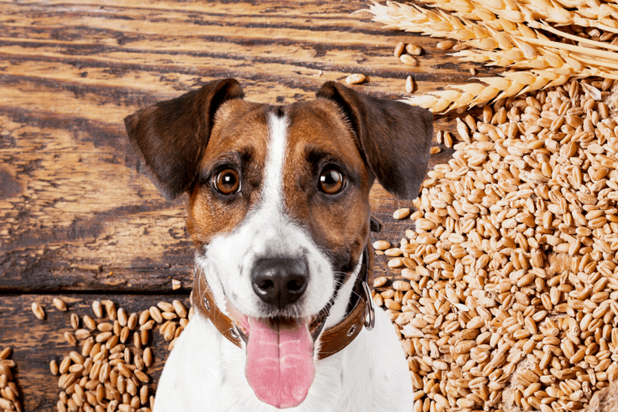 Do grainfree diets really cause canine heart disease? Animal