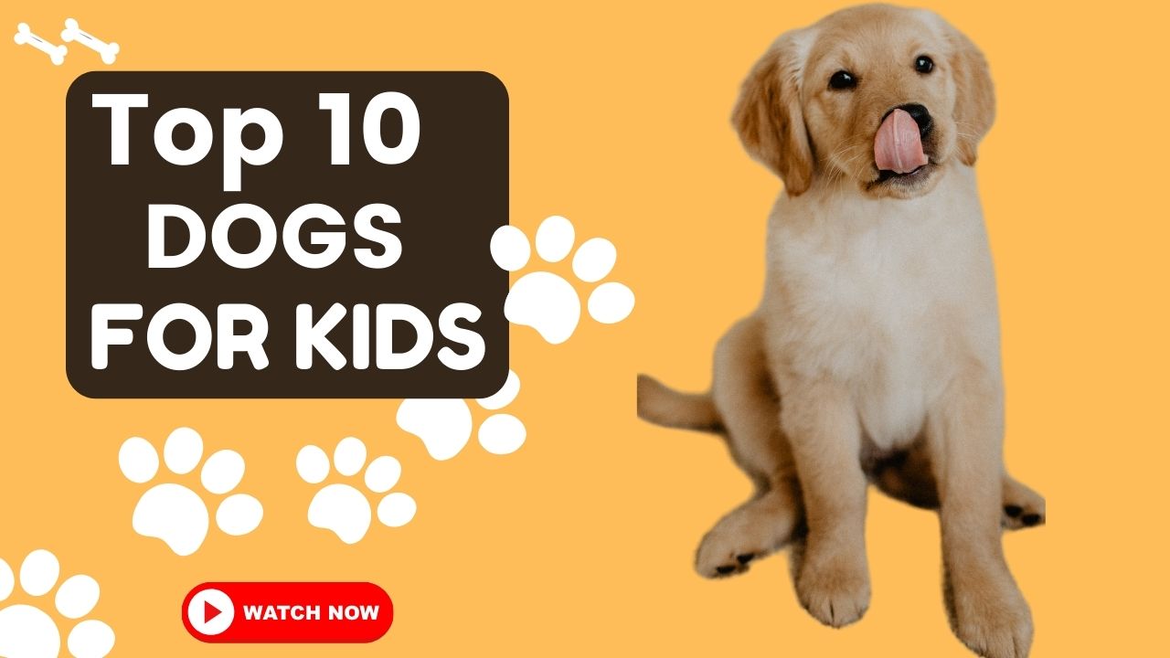 10 Best Dog Breed for Kids! AnimalWisdom