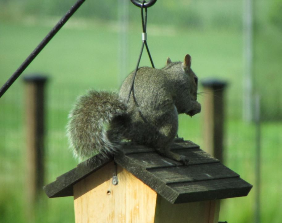 4 Pole Materials a Squirrel Can't Climb (Top Most Effective) Animal