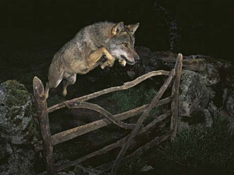 Can Wolves and Coyotes Jump Over a Fence? (Brief Answer) - Animal World