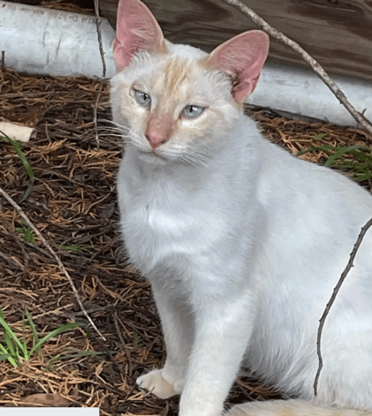 The Wild, Blind, And Deaf Cat Prefers To Live Near A Store Where