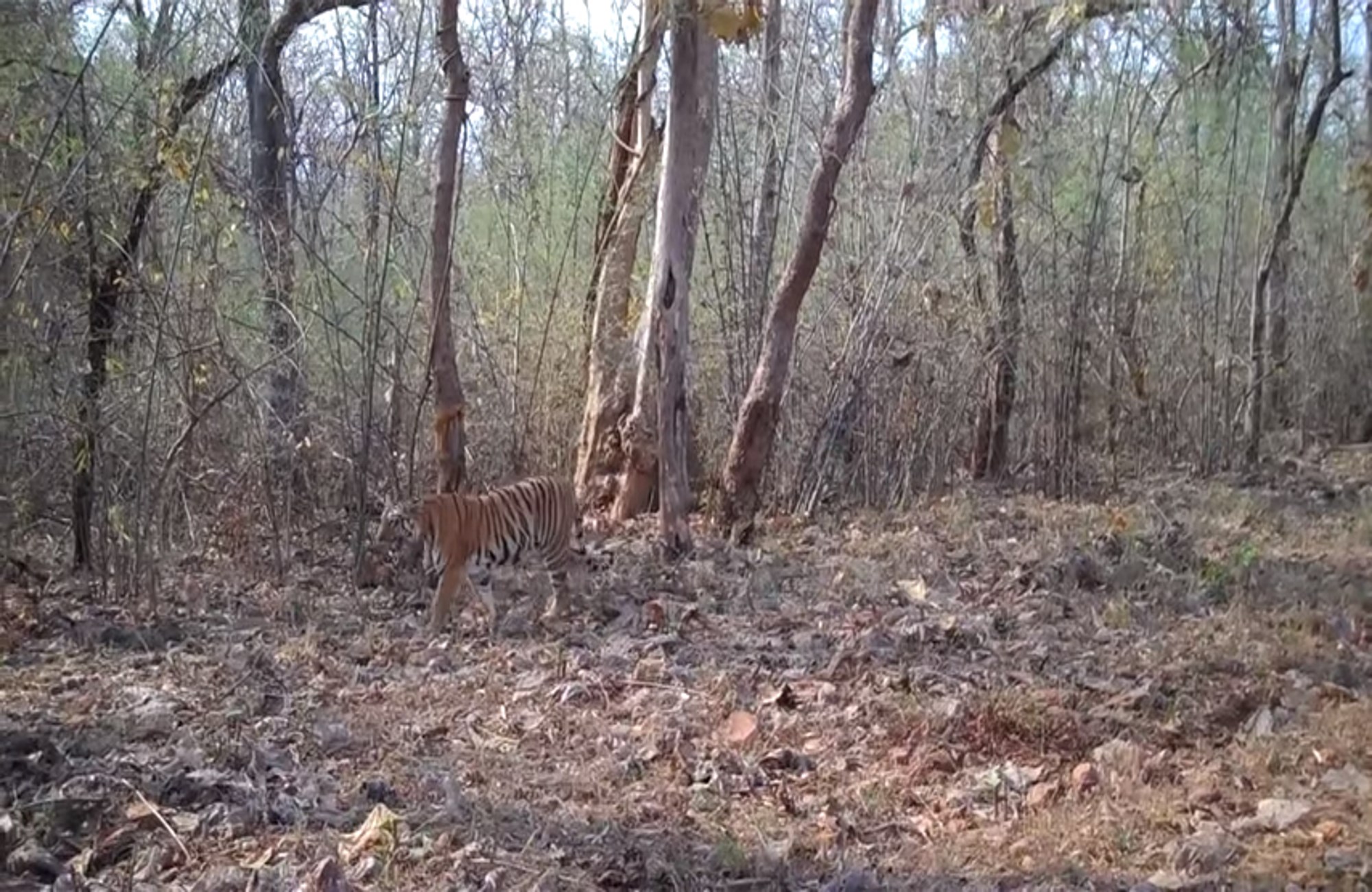 A Tiger in Tadoba Anima Mundi Magazine