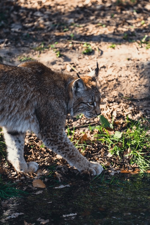 Attracting Bobcats To Your Property (Is It A Good Idea?)