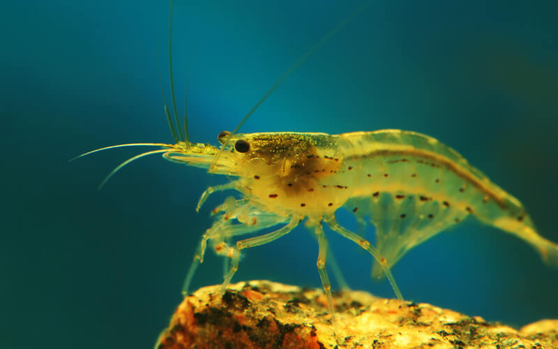 Camarón Información, características y curiosidades