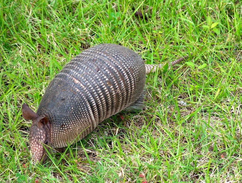 Armadillo Información, características y curiosidades