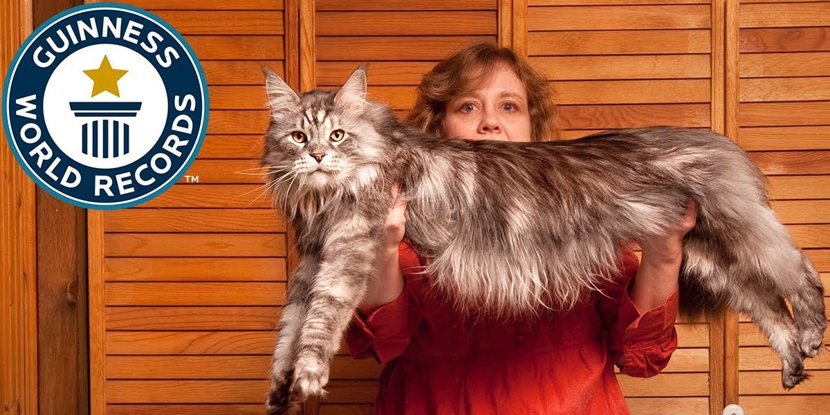 Quel est le chat le plus gros du monde