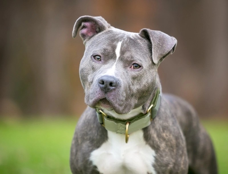 How much is a GREY pitbull?