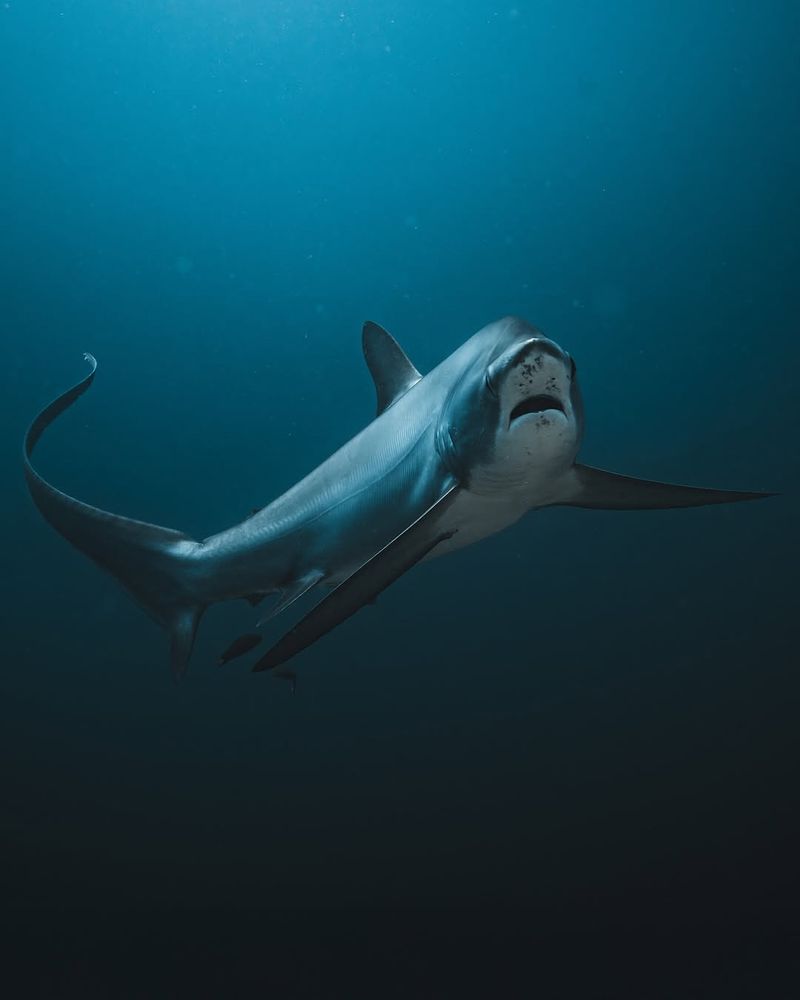 11 Shocking Facts About Sharks You Didn’t Know Animeld