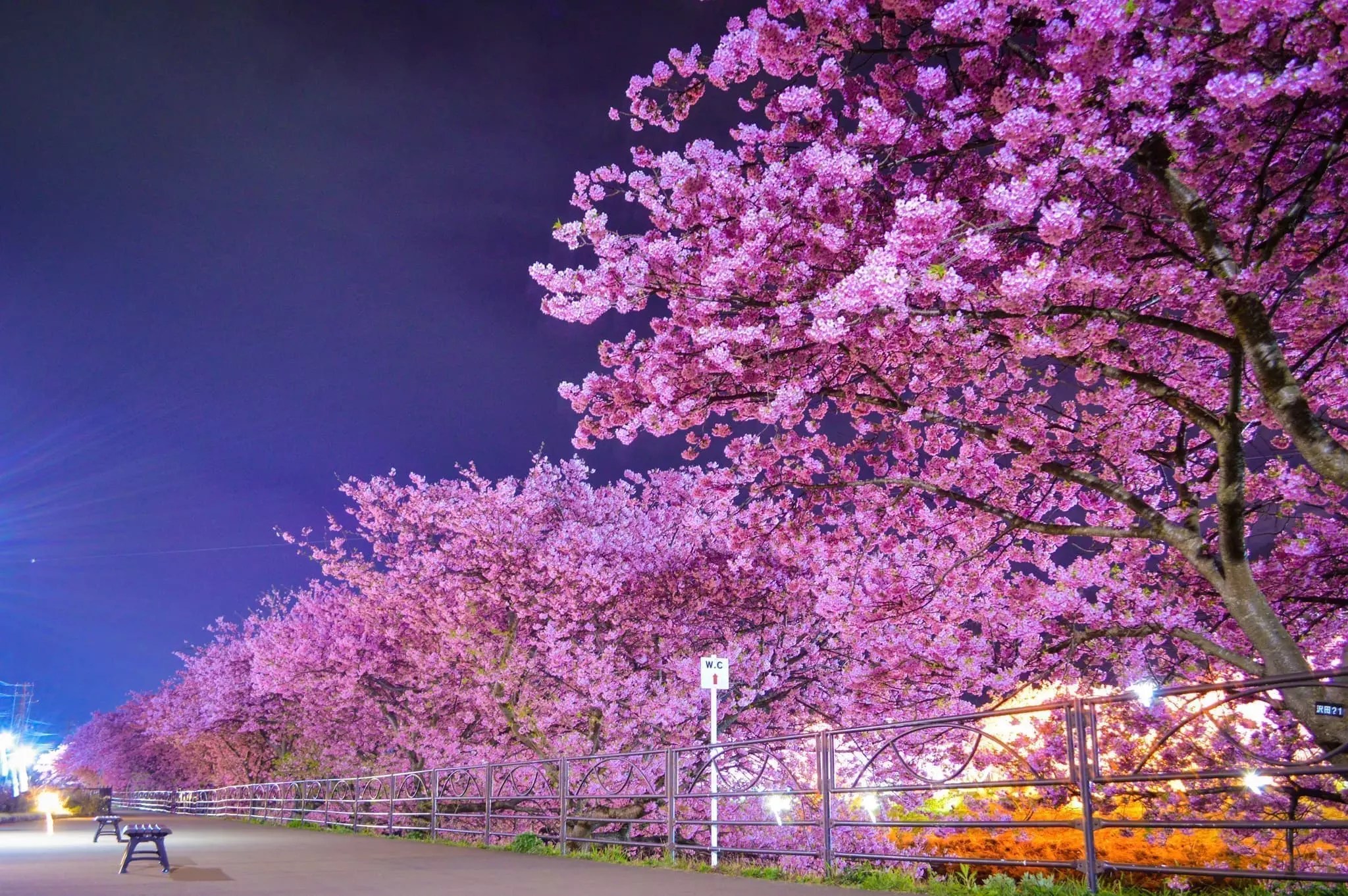 Kawazu Sakura 2024 Anime Maps