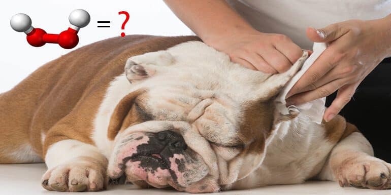 How to Clean Dog Ears with Hydrogen Peroxide What to Do