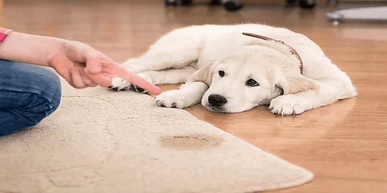 How to Get Dog Urine Out Of Wood under Carpet Unique Tips AnimKy
