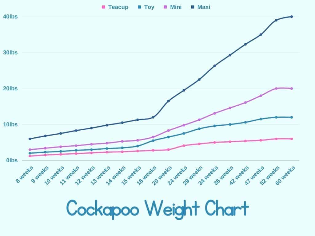 A Comprehensive Cockapoo Size Guide with Growth Charts AnimKy