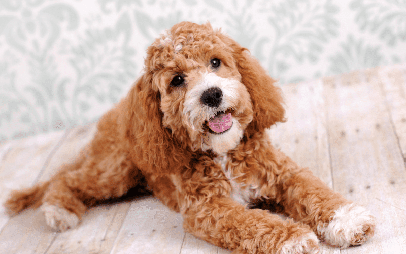 A Comprehensive Cockapoo Size Guide with Growth Charts – AnimKy