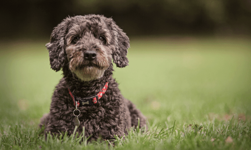 A Comprehensive Cockapoo Size Guide with Growth Charts – AnimKy