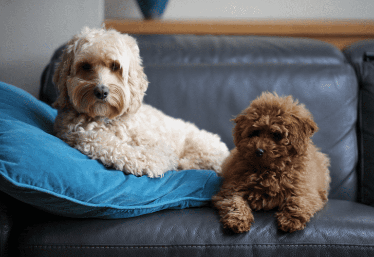 A Comprehensive Cockapoo Size Guide with Growth Charts – AnimKy