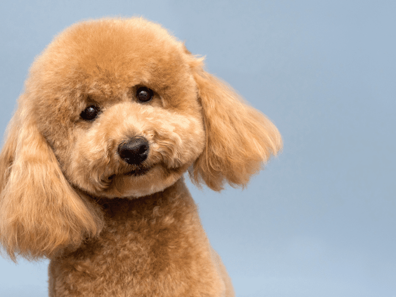 Do Poodles Have Hair Or Fur? AnimKy