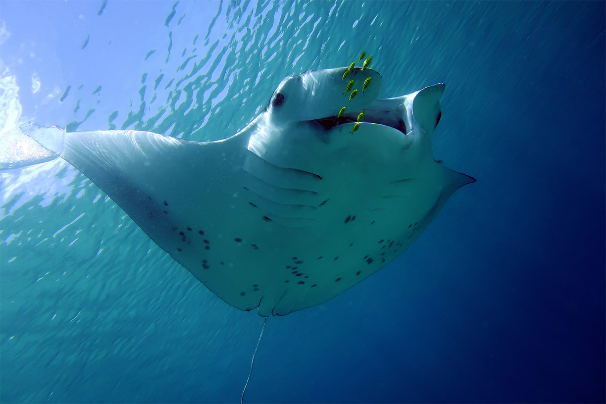 REEF MANTA RAY ANiMOZ Fight for Survival