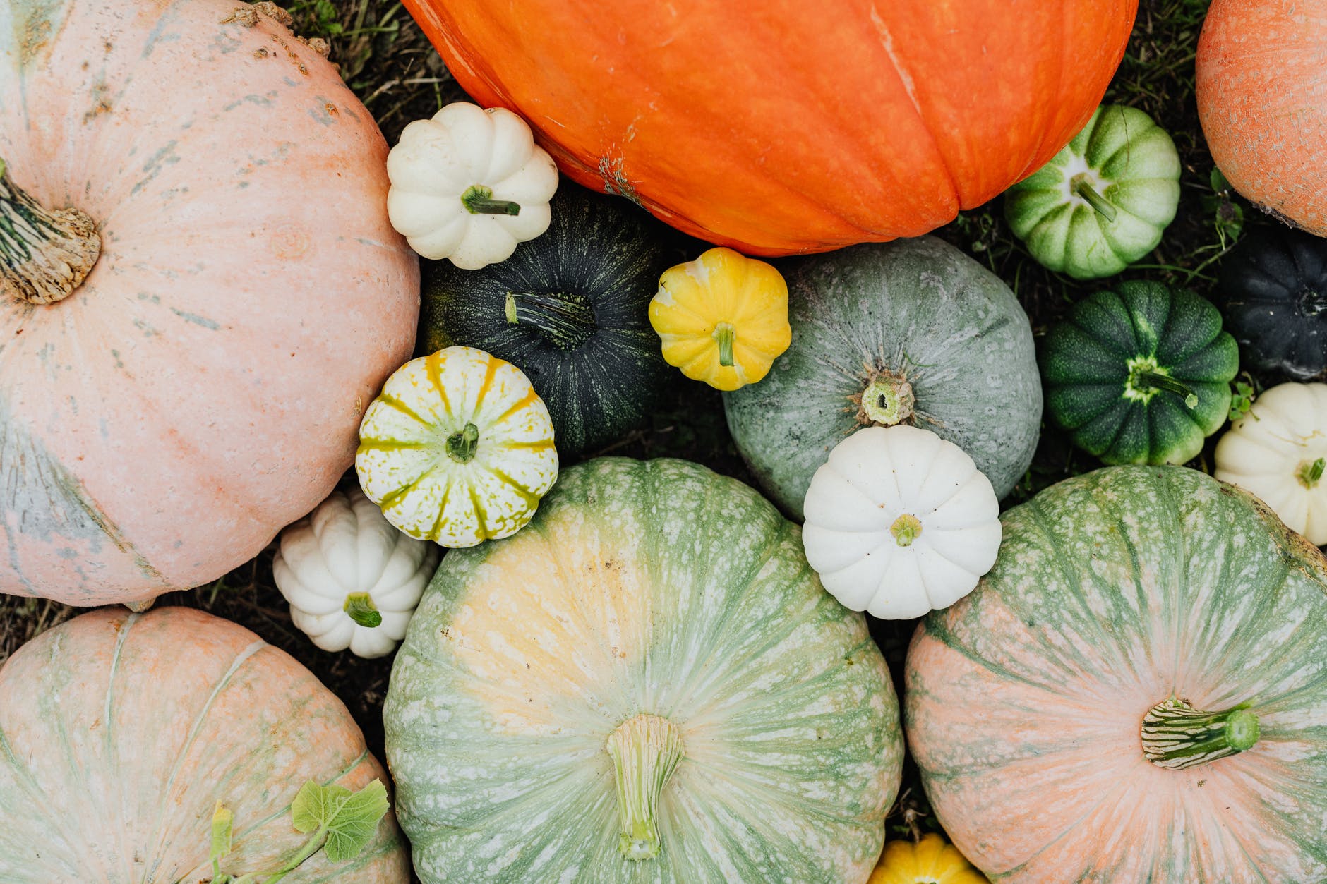 picture of pumpkins