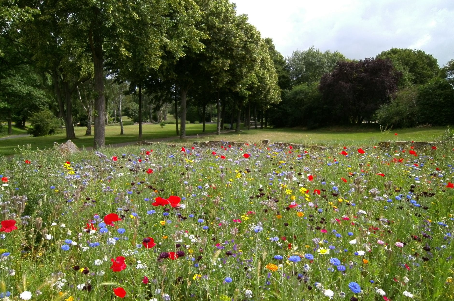 landscape photography of flower garden