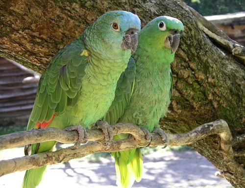 Adopter un perroquet Amazone comme animal de compagnie