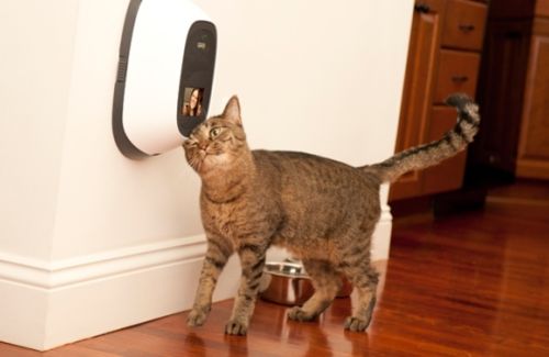 Noël arrive Le top 5 des objets connectés pour vos animaux