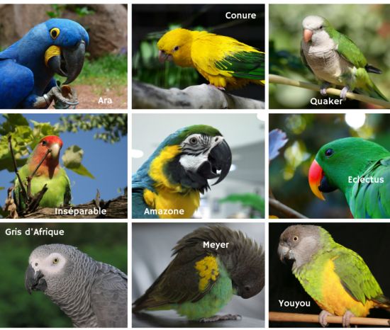 Oiseaux domestiques comment choisir