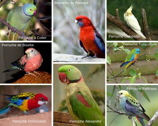 Oiseaux domestiques comment choisir
