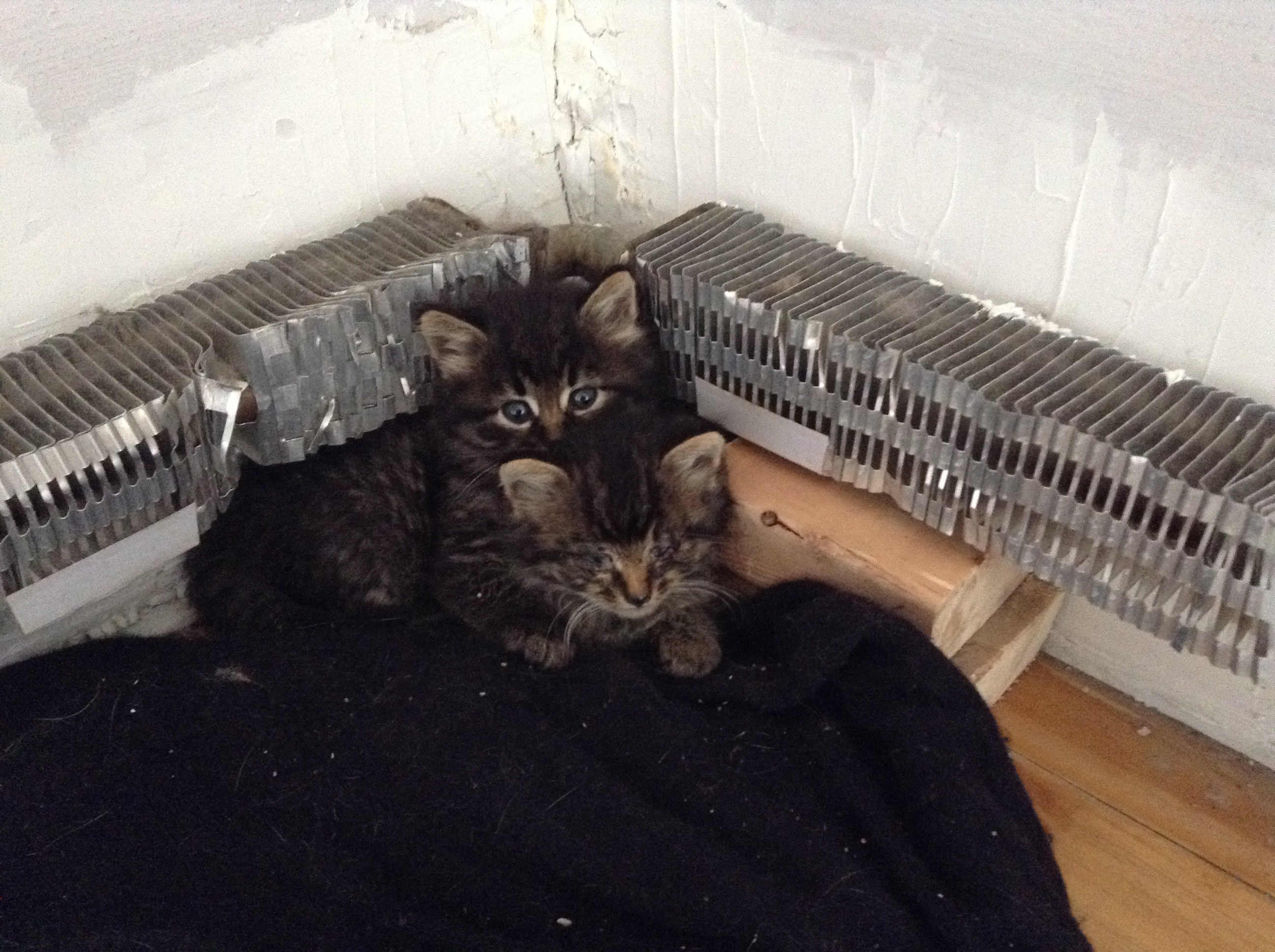 Ne prenez jamais de la maman