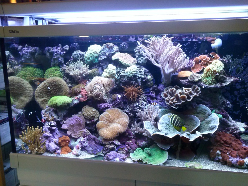 Un aquarium red sea 650L
