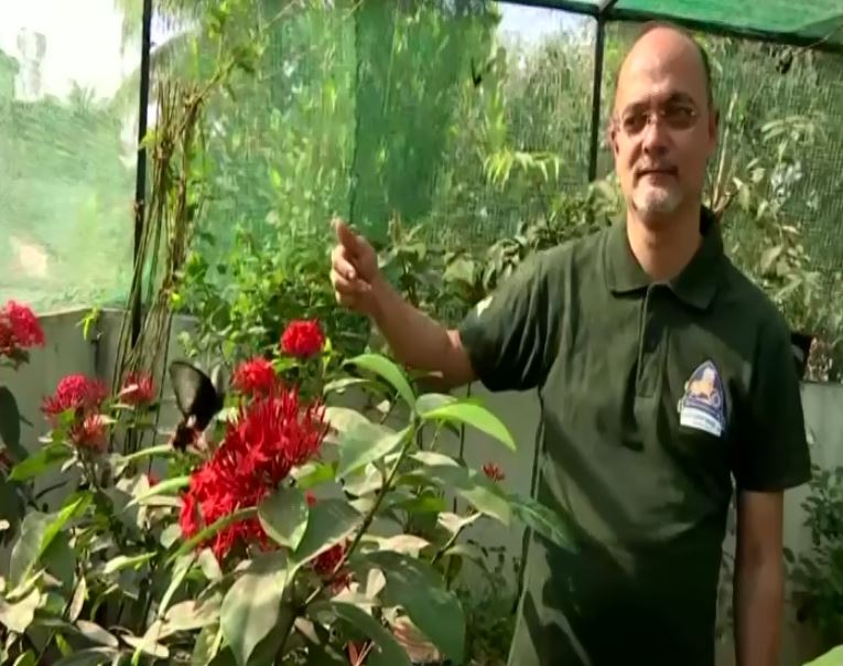 Pune professor creates butterfly garden on terrace to study pollination